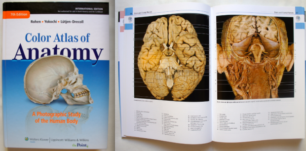 Anatomy Physiology Saladin 6Th Edition